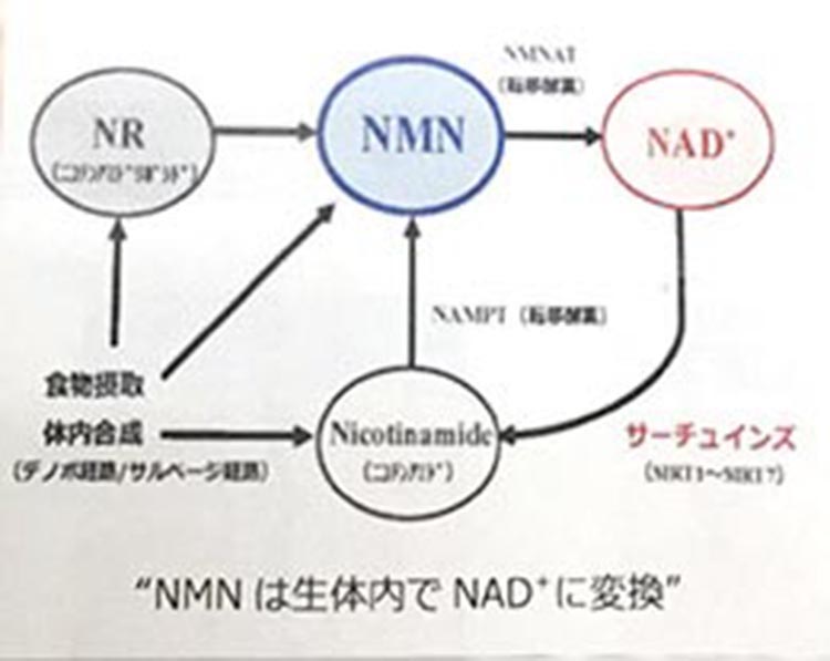 NMNは生体内でNADに変換