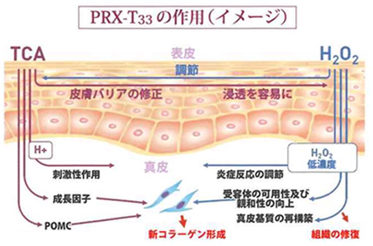 PRX-T33の作用（イメージ）