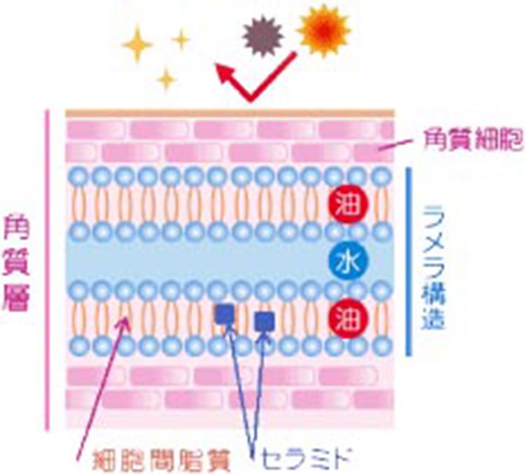 角質層 ラメラ構造の図
