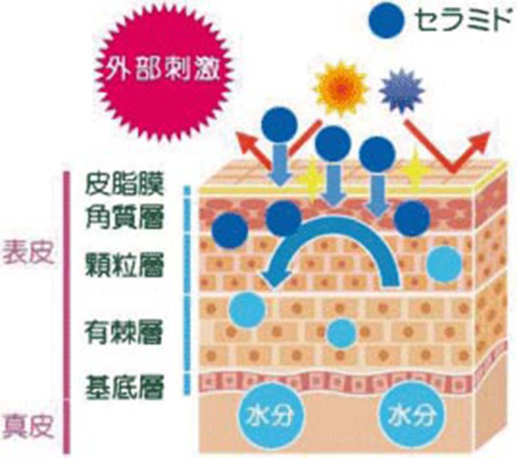 肌断面図