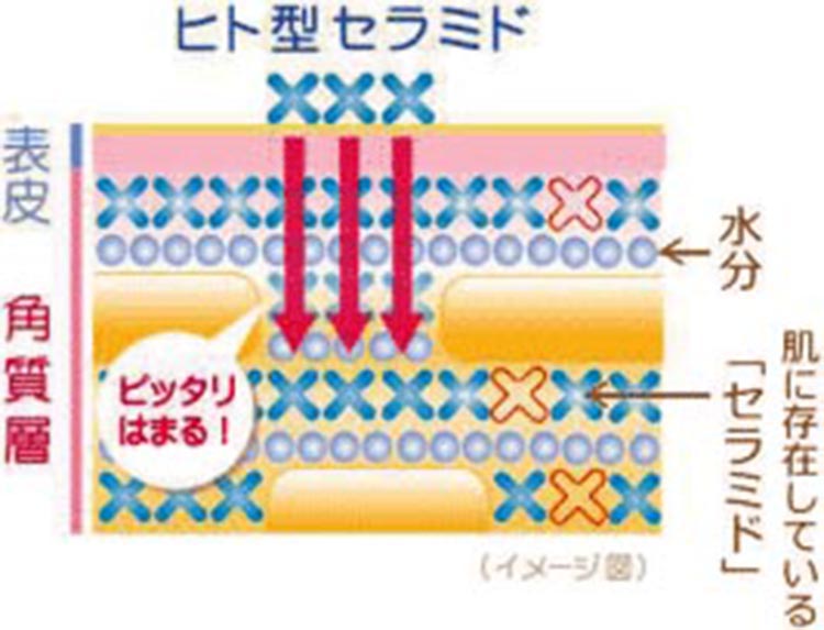 ヒト型セラミド 肌断面図