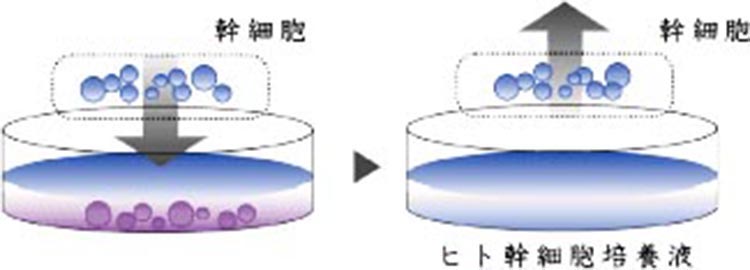 幹細胞