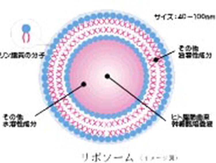 リボソーム（イメージ図）