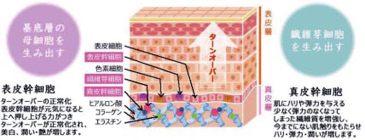 肌断面図