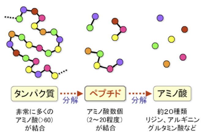 高機能ペプチドとは？