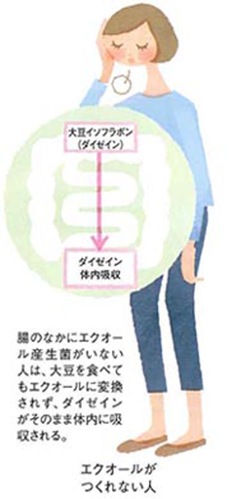 腸のなかにエクオール産生菌がいない人は、大豆を食べてもエクオールに変換されず、ダイゼインがそのまま体内に吸収される